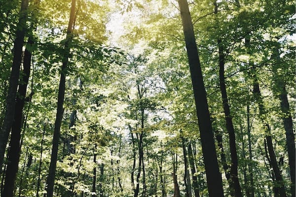 Hikes through the mountains of Virginia