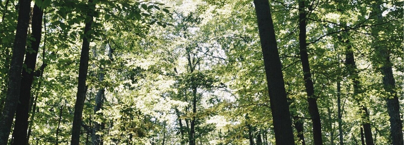 Hikes through the mountains of Virginia