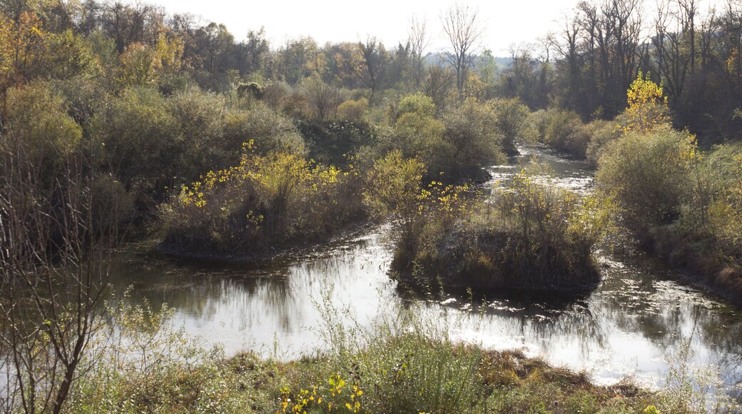 Flore de l'Île de la Table-Ronde en automne.