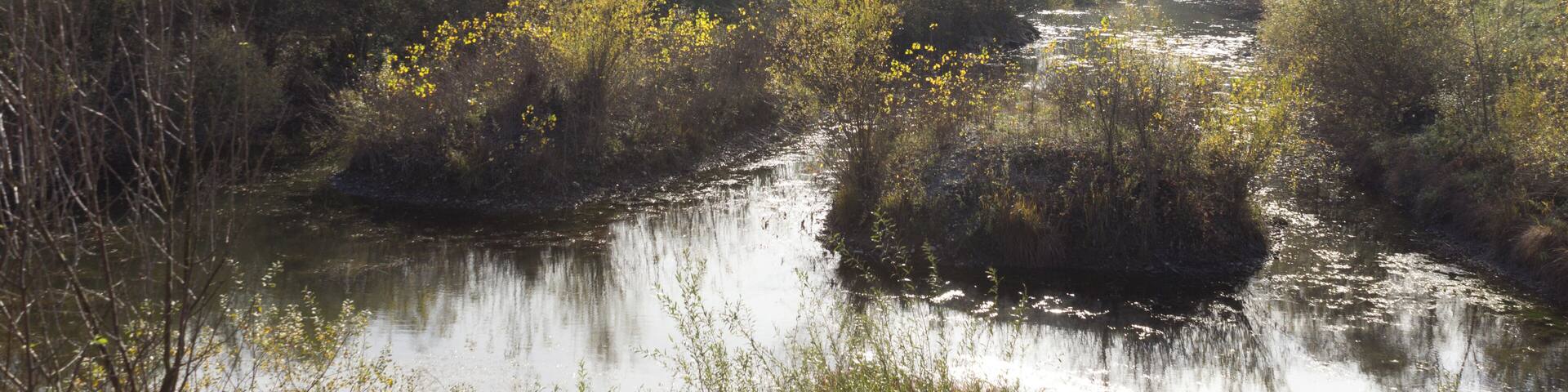 Flore de l'Île de la Table-Ronde en automne.