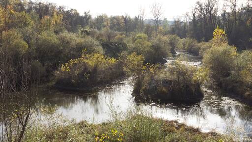 Flore de l'Île de la Table-Ronde en automne.