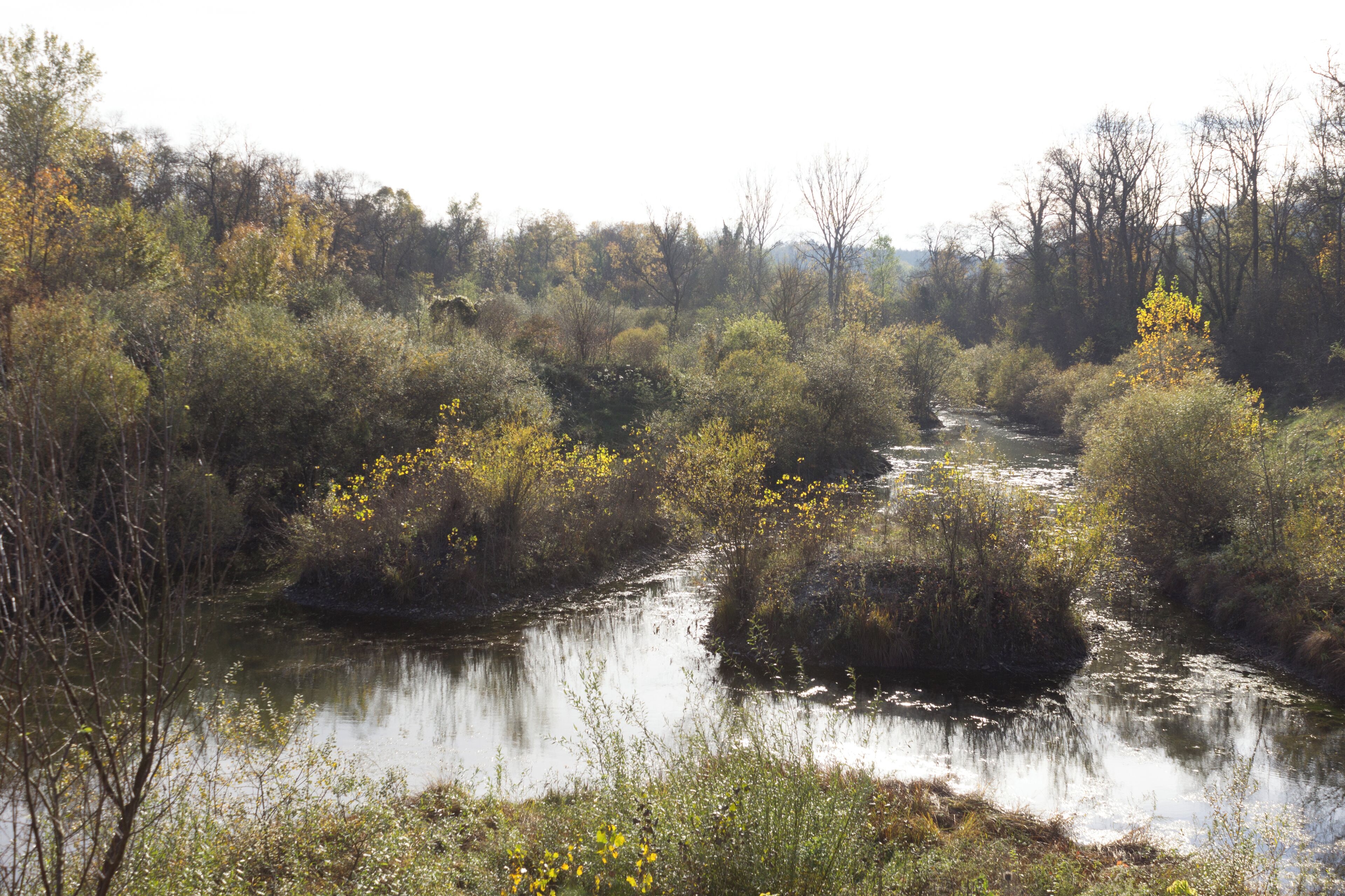 A river meandering through a dense forest with various trees and shrubs.