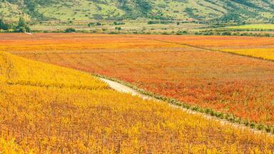 Beautiful Vineyard path