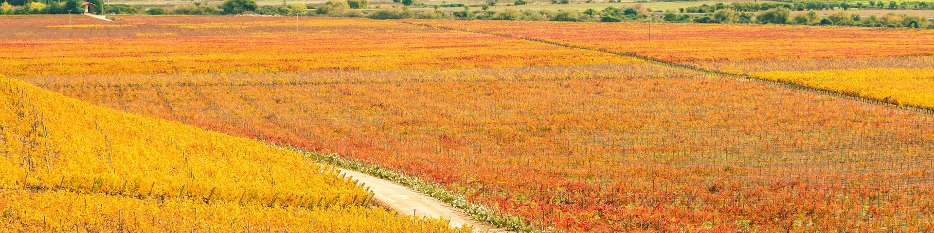 Beautiful Vineyard path