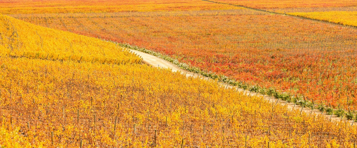 A vineyard with rows of grapevines in autumn colors.