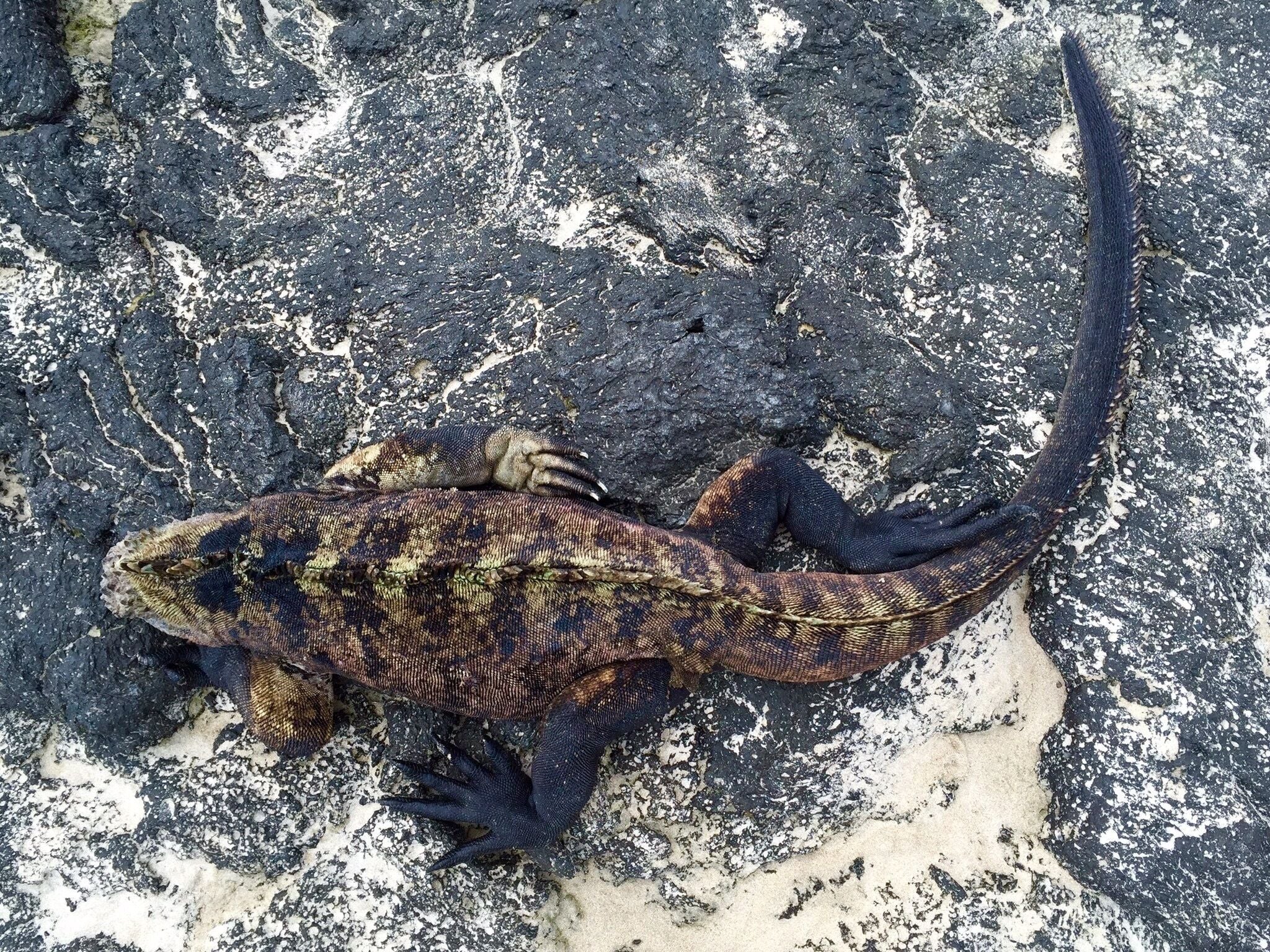 Lazing iguana on the lava. Love the Galapagos. 