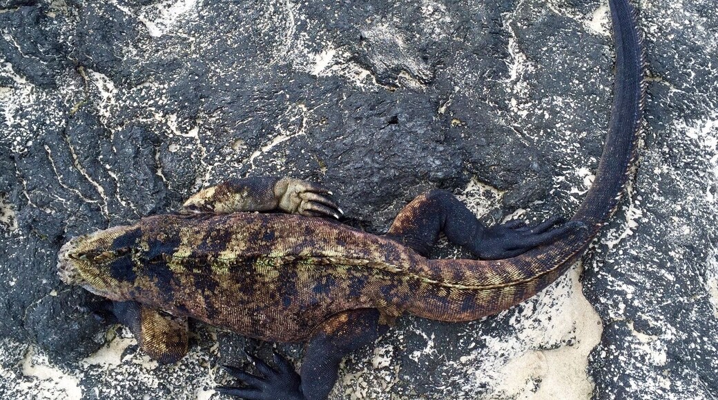 Lazing iguana on the lava. Love the Galapagos.