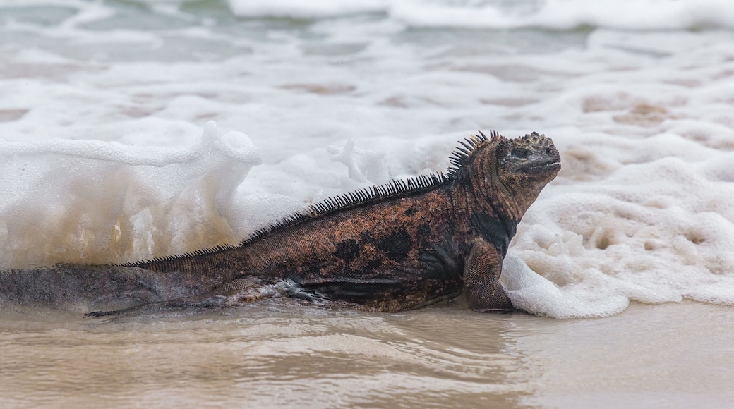 Galapagos Marine Iguana walking and swimming on Tortuga bay. Marine iguanas on beach on Santa Cruz Island, Galapagos Islands. Animals, wildlife and amazing nature in Ecuador, South America