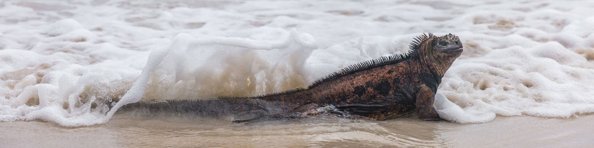 Galapagos Marine Iguana walking and swimming on Tortuga bay. Marine iguanas on beach on Santa Cruz Island, Galapagos Islands. Animals, wildlife and amazing nature in Ecuador, South America
