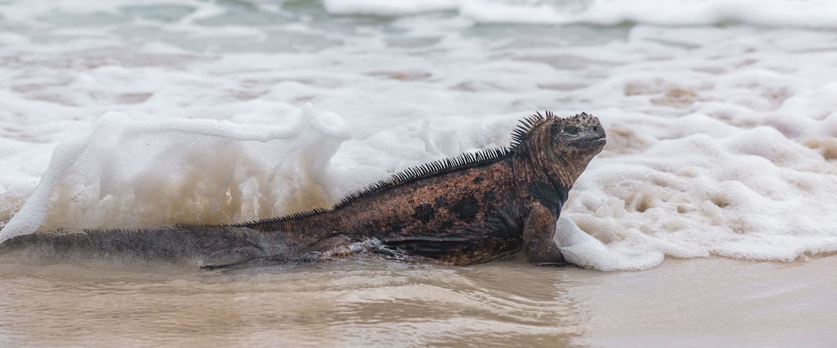 Galapagos Marine Iguana walking and swimming on Tortuga bay. Marine iguanas on beach on Santa Cruz Island, Galapagos Islands. Animals, wildlife and amazing nature in Ecuador, South America