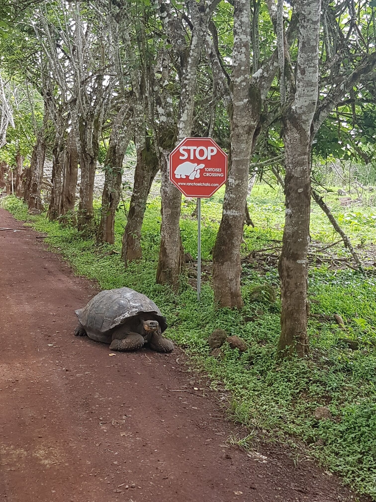 🛑 Tortoise Crossing 

#lifeatexpedia #nature #ecuador 