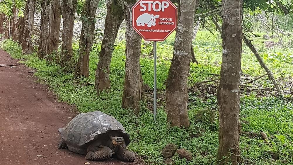 🛑 Tortoise Crossing
#lifeatexpedia #nature #ecuador