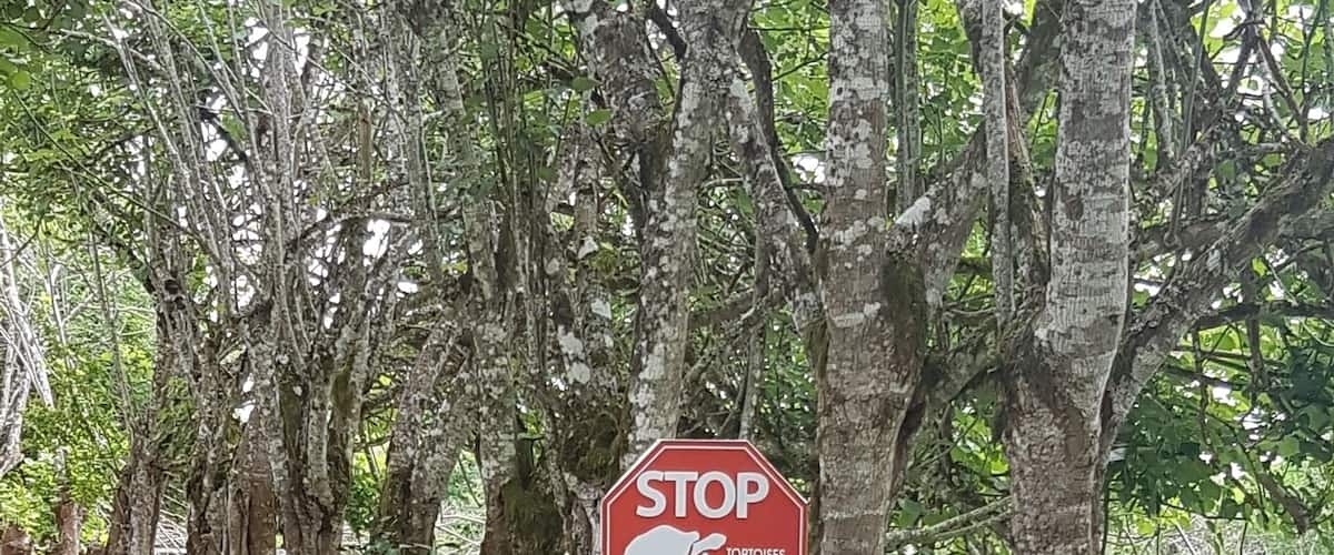 🛑 Tortoise Crossing
#lifeatexpedia #nature #ecuador
