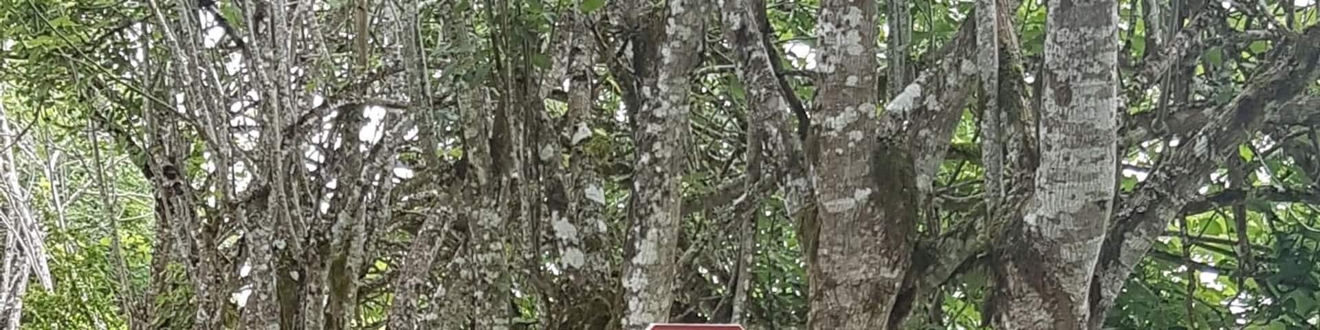 🛑 Tortoise Crossing
#lifeatexpedia #nature #ecuador
