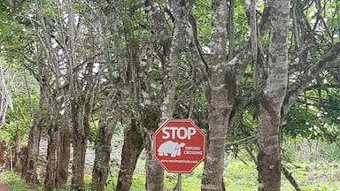 A tortoise crossing a road with a stop sign nearby.