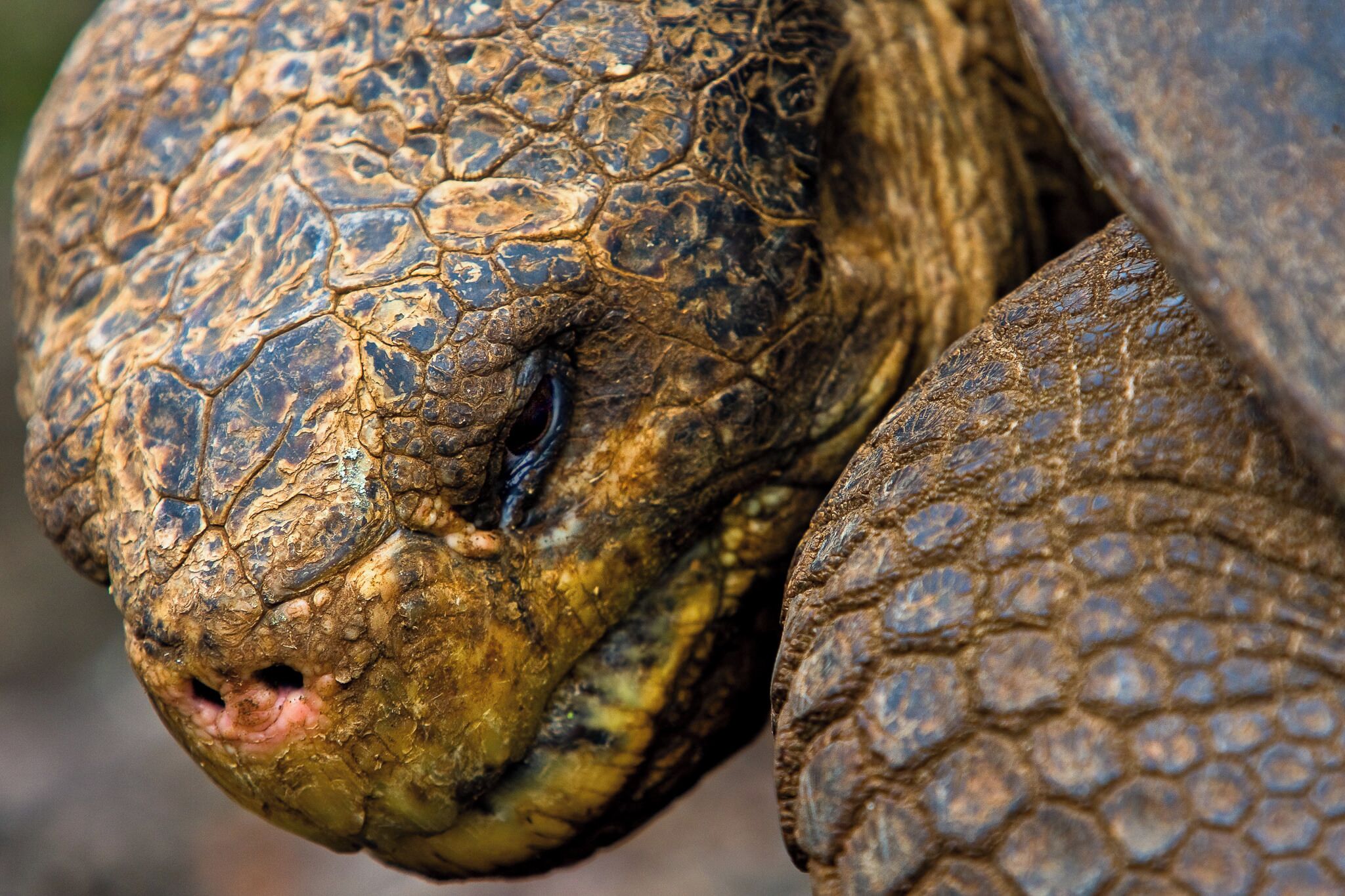 One of the things I love about The Galagapos Islands is just how prehistoric it feels to be there. Especially when it comes to the wildlife. Sitting at the top of local species is the endangered Galapagos Tortoise, a remarkable creature that is bigger than you can imagine.