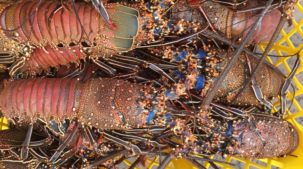 Lobsters in season in Santa Cruz.