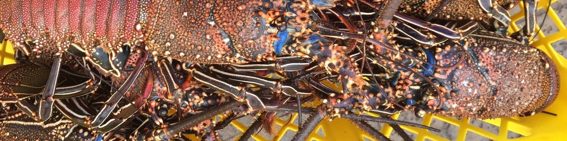 Lobsters in season in Santa Cruz.