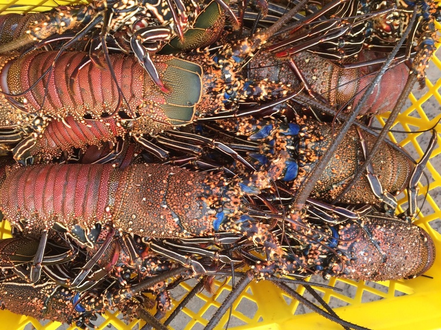 Lobsters in season in Santa Cruz.