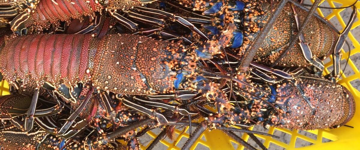 A collection of lobsters in a yellow container.