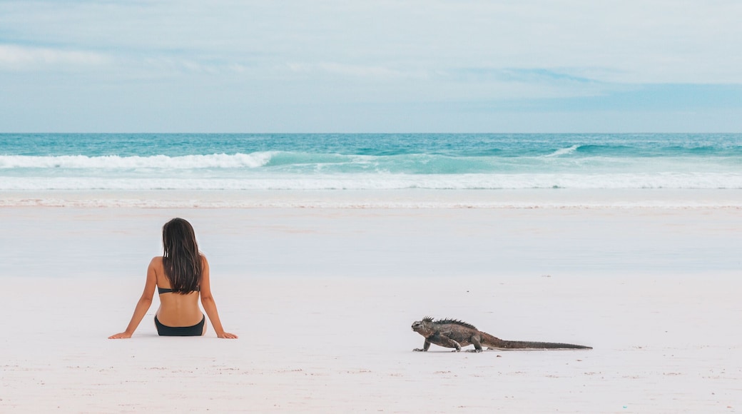 Beach vacation funny marine iguana walking by woman tanning on Galapagos islands travel banner. Girl tourist sunbathing on Tortuga bay beach, Santa Cruz, Galapagos Islands, Ecuador, South America.