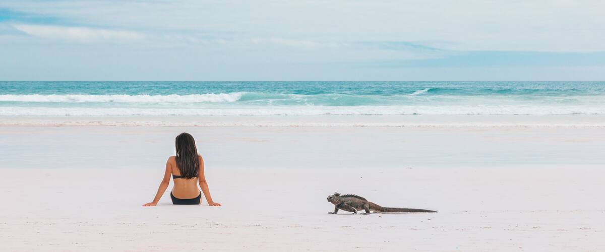 Beach vacation funny marine iguana walking by woman tanning on Galapagos islands travel banner. Girl tourist sunbathing on Tortuga bay beach, Santa Cruz, Galapagos Islands, Ecuador, South America.