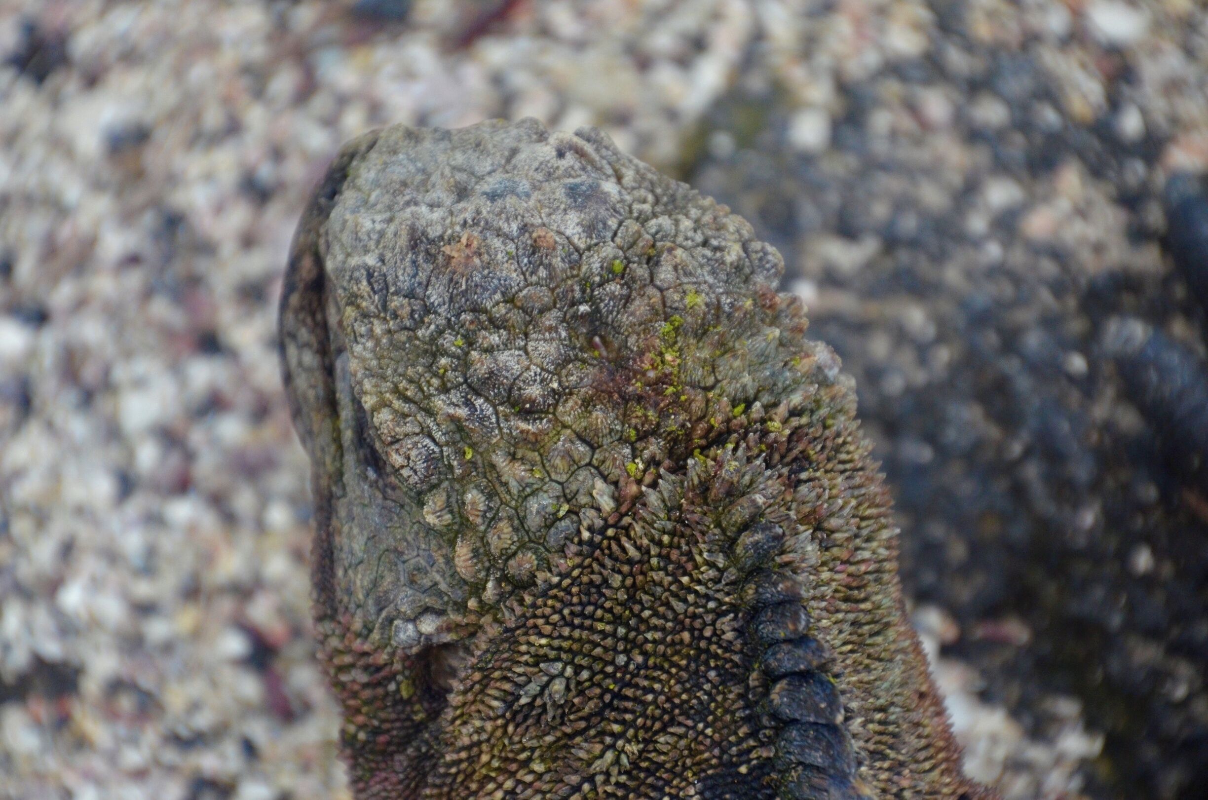 You can't go to the Galapagos and not take a million pictures of the marine iguanas.