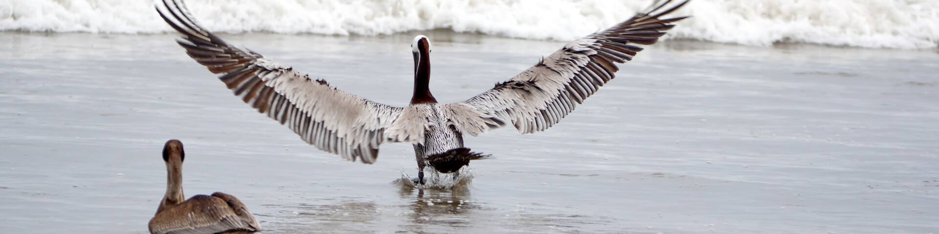 Brown pelican (Pelecanus occidentalis) wading in shallow water with its wings extended in Puerto Lopez, Ecuador