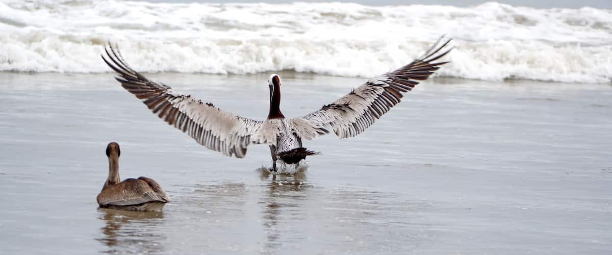 A beach with waves and two birds, one standing with wings spread and another sitting.