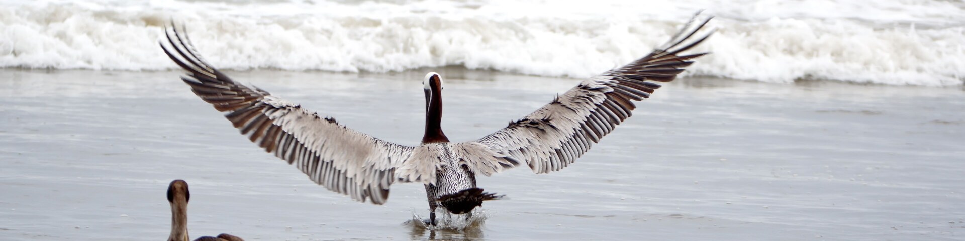 A beach with waves and two birds, one standing with wings spread and another sitting.