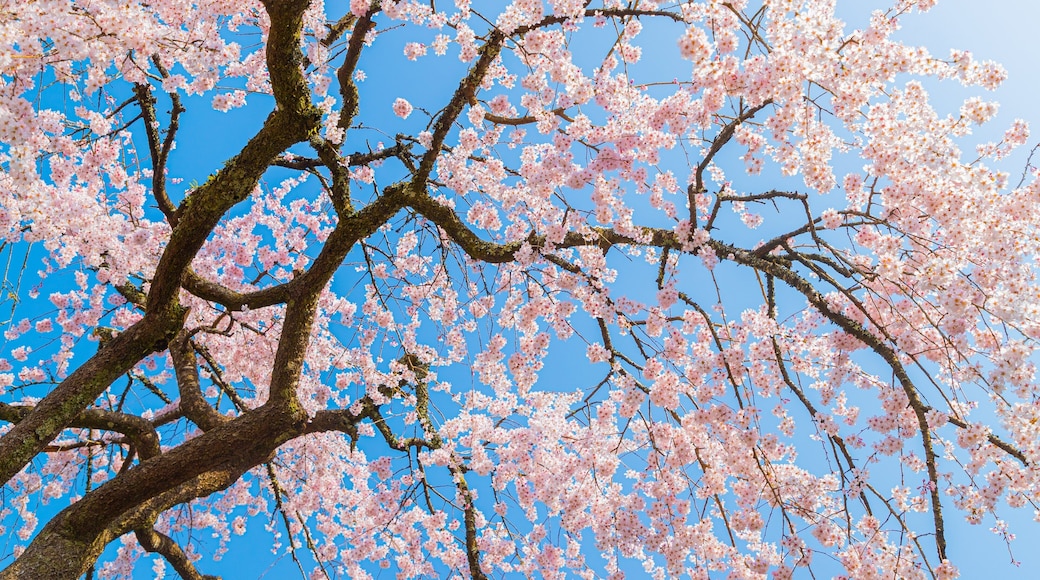 Chubu showing wildflowers