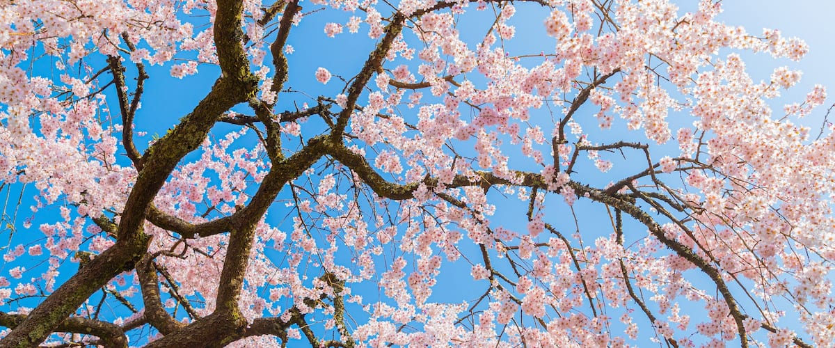 Chubu showing wildflowers
