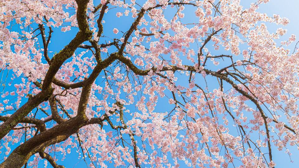 Chubu showing wildflowers