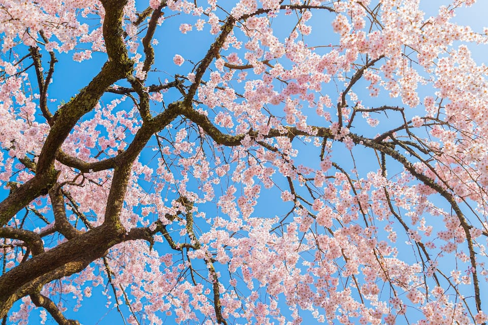 Uma cerejeira com flores cor-de-rosa contra um céu azul límpido.