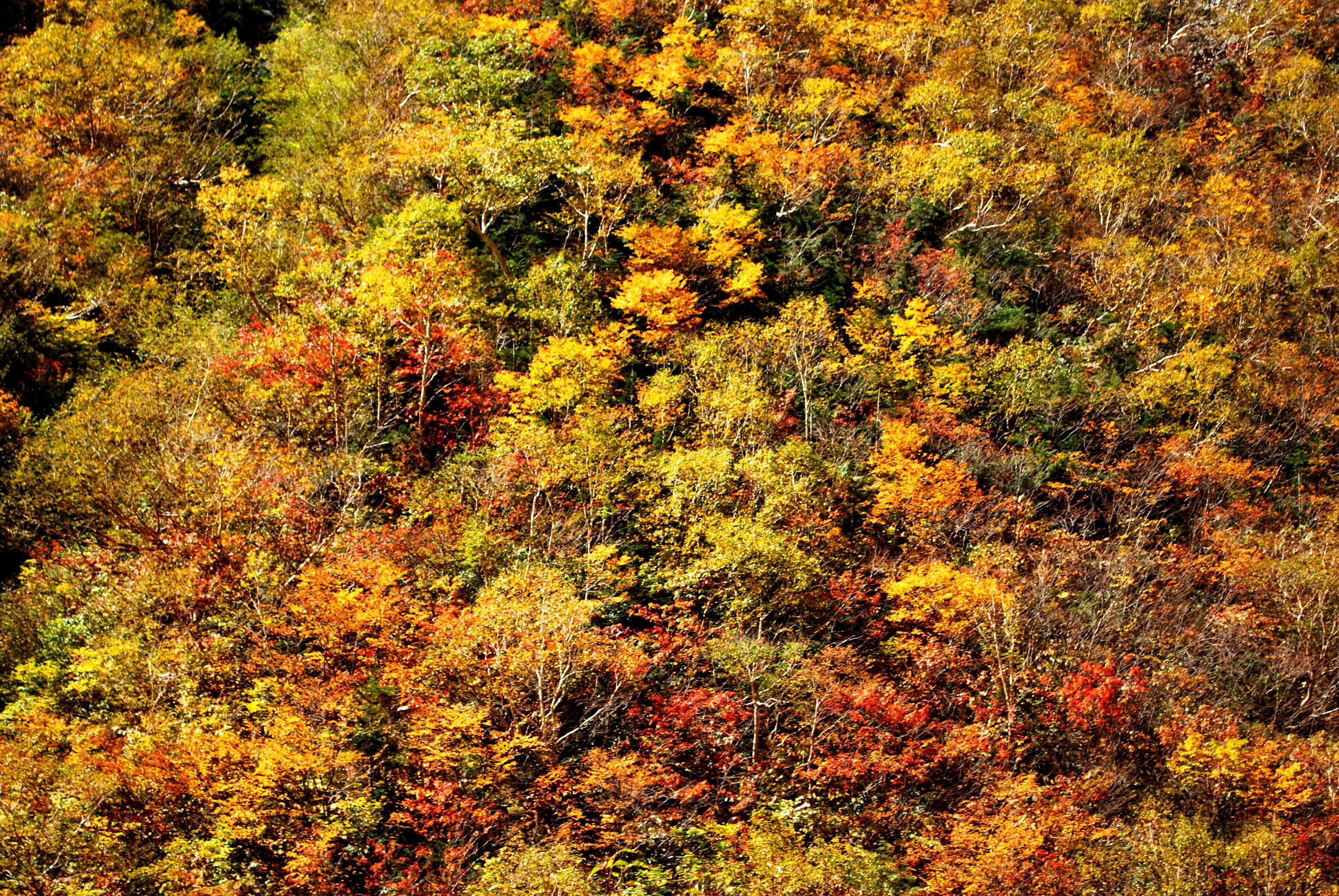 Autumn colours in the Japan Alps, above Kamikochi

#LifeAtExpedia