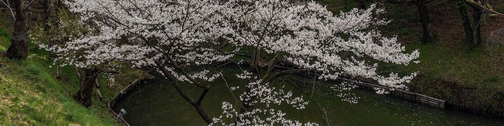 We stopped by Ueda Castle on the way home from seeing the snow monkeys. We lucked out and they were having a Cherry Blossom Festival that day. Perfect end to a perfect day!
#StunningStructures #CherryBlossoms #Japan #Ueda #Castle