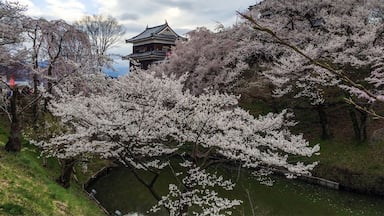 We stopped by Ueda Castle on the way home from seeing the snow monkeys. We lucked out and they were having a Cherry Blossom Festival that day. Perfect end to a perfect day!
#StunningStructures #CherryBlossoms #Japan #Ueda #Castle
