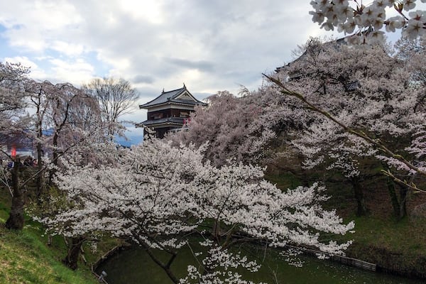 We stopped by Ueda Castle on the way home from seeing the snow monkeys. We lucked out and they were having a Cherry Blossom Festival that day. Perfect end to a perfect day!
#StunningStructures #CherryBlossoms #Japan #Ueda #Castle