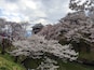 We stopped by Ueda Castle on the way home from seeing the snow monkeys. We lucked out and they were having a Cherry Blossom Festival that day. Perfect end to a perfect day!
#StunningStructures #CherryBlossoms #Japan #Ueda #Castle