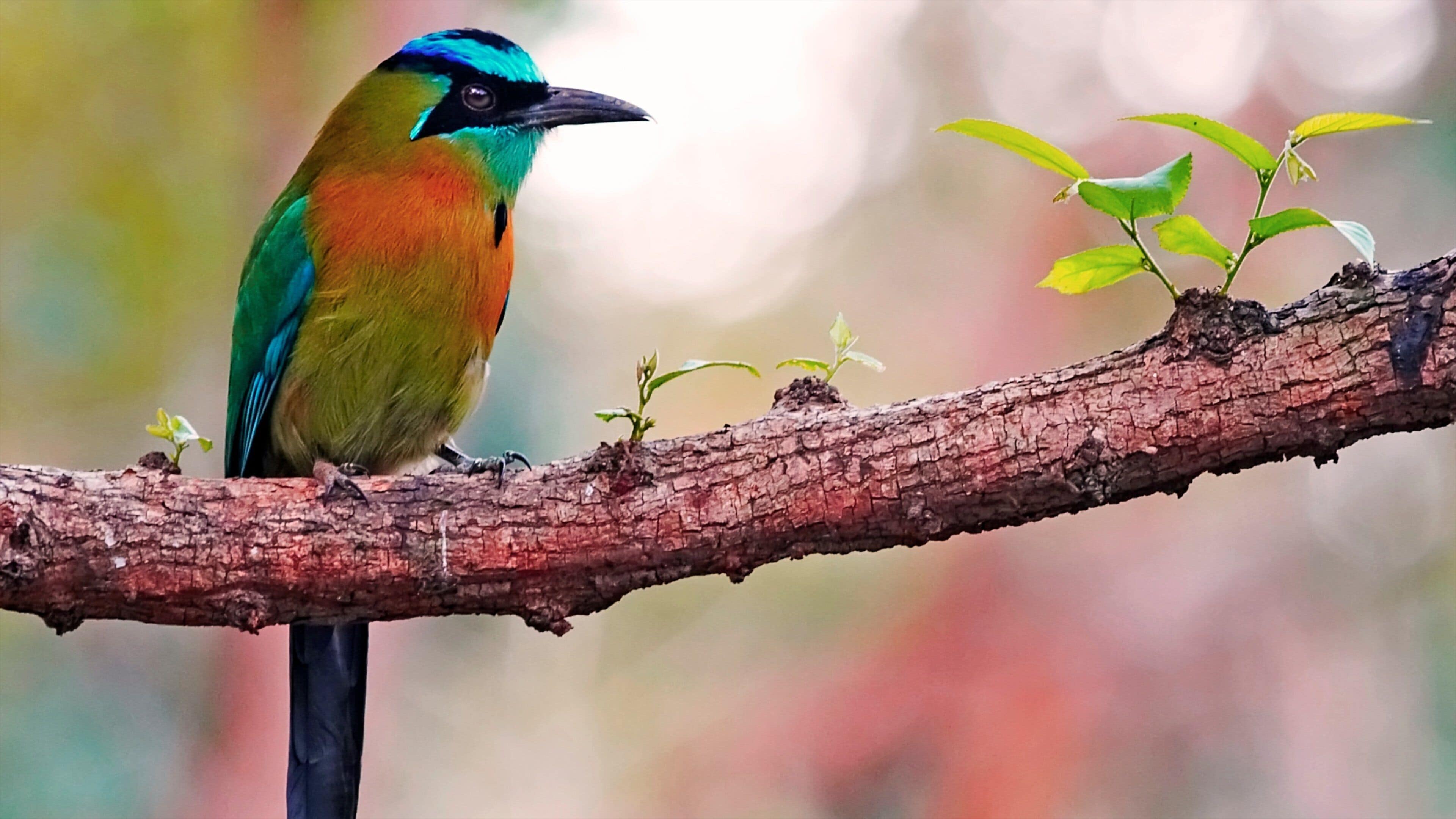 Managua som inkluderer fugleliv