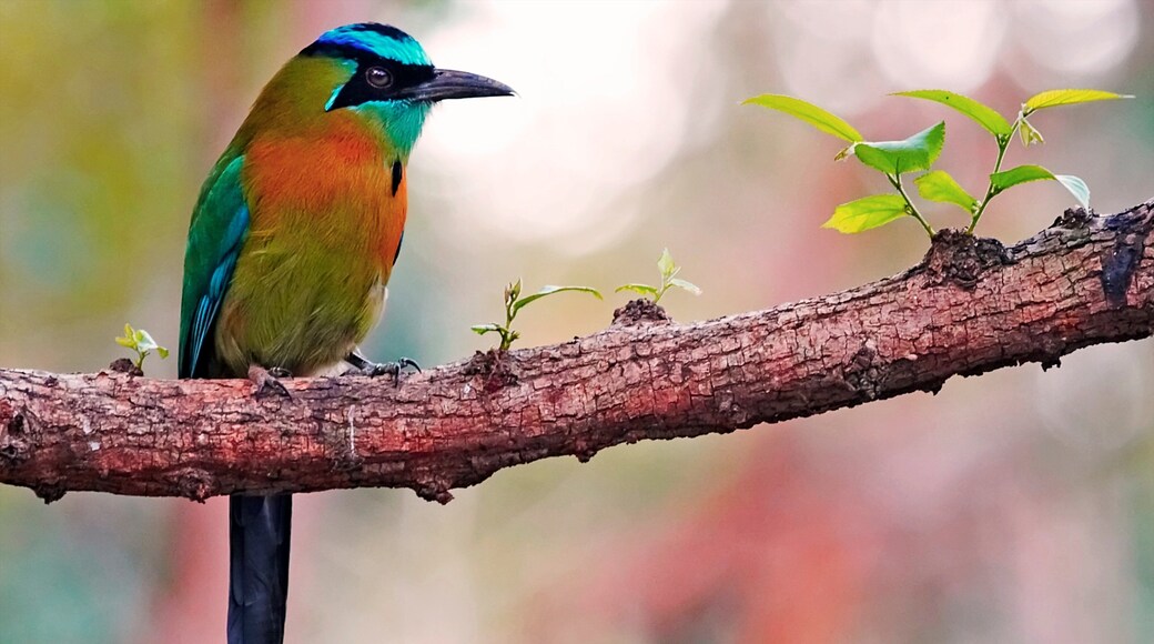 Managua som inkluderer fugleliv