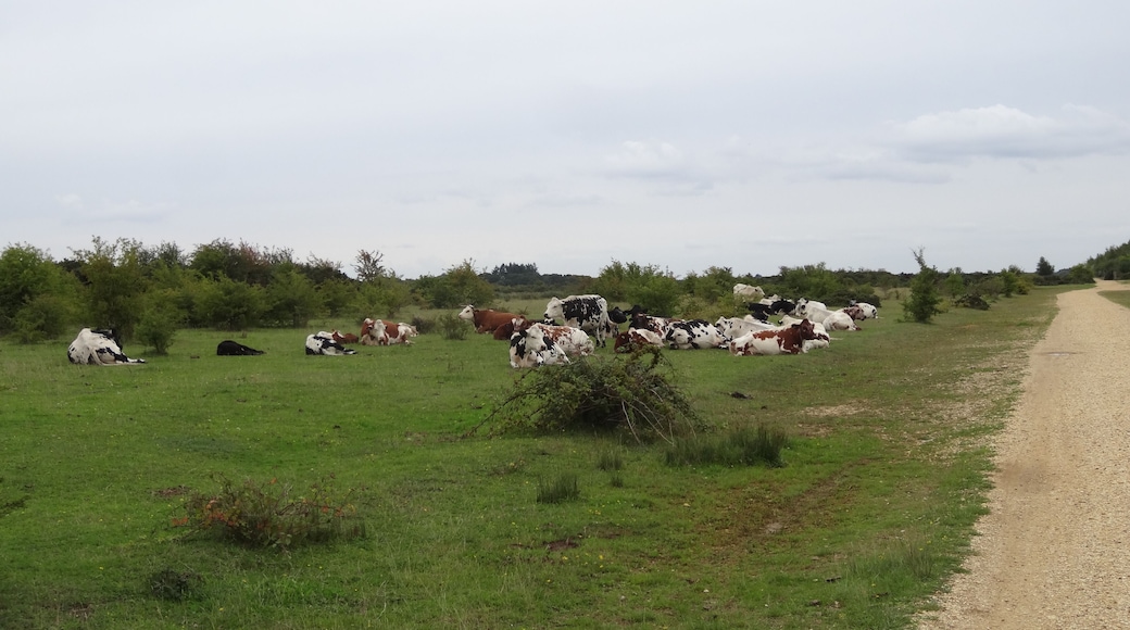 Greenham Common in August