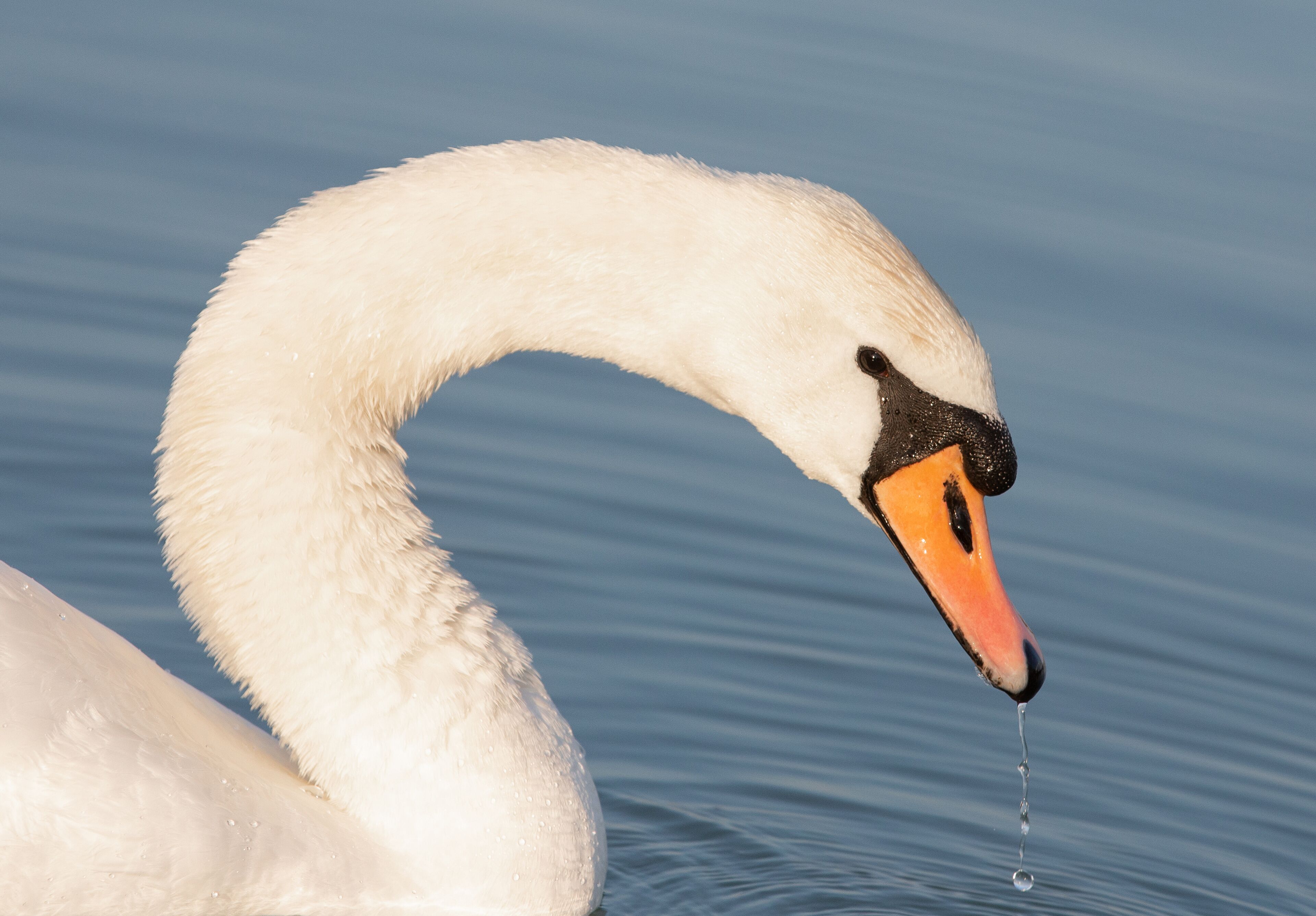 Um cisne com pescoço curvo e bico laranja.