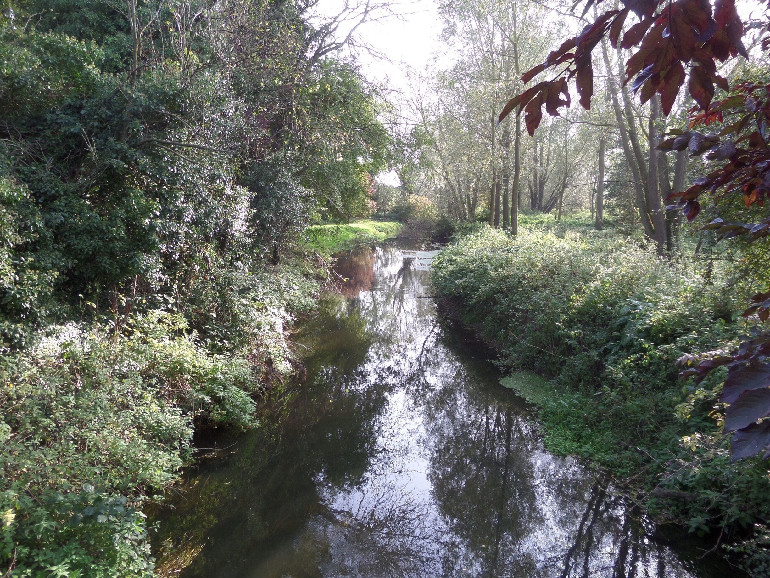 A narrow river surrounded by dense foliage and trees.