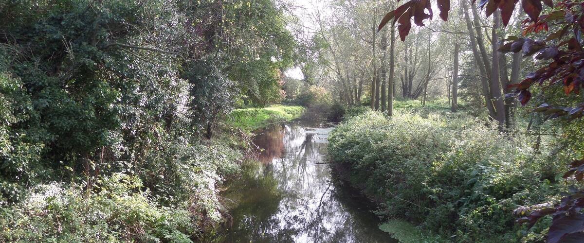 A narrow river surrounded by dense foliage and trees.