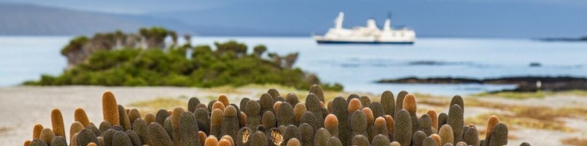 While the animal life on the Galápagos Islands was amazingly vibrant and beautiful, the flora was much less interesting and impressive. But, this lava cactus was decidedly interesting and beautiful. Especially with our boat lingering in the background.