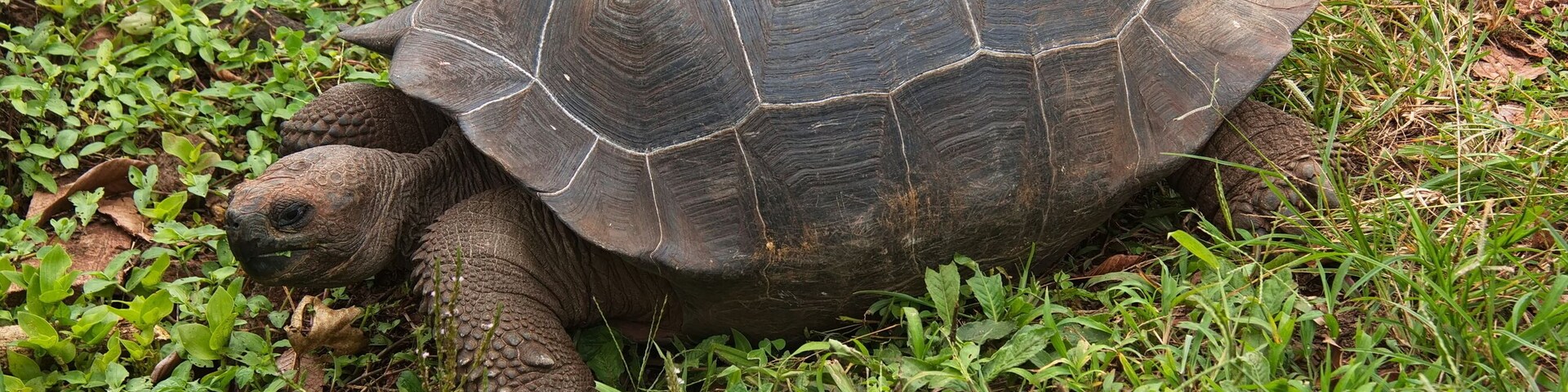 Una tortuga en un área cubierta de pasto, con plantas verdes y algunas hojas secas.
