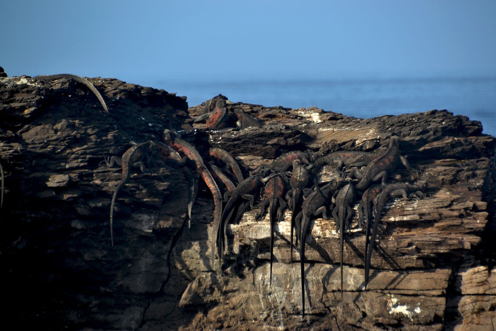 A rocky coastline with large marine iguanas basking on the rocks.