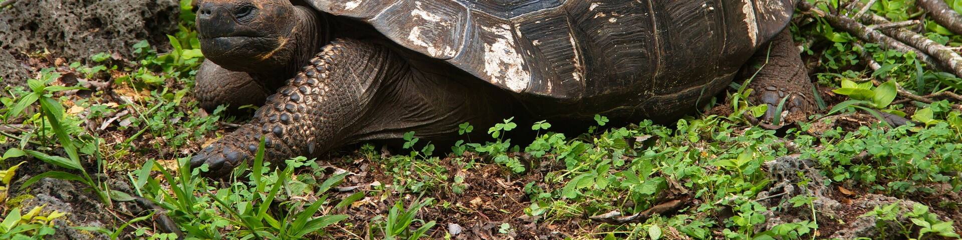 Galapagos tortoise at Santa Rosa on Santa Cruz island of Galapagos islands, Ecuador, South America