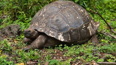 Galapagos tortoise at Santa Rosa on Santa Cruz island of Galapagos islands, Ecuador, South America